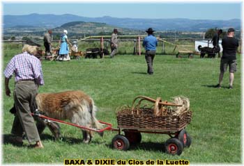 Bouvier des Flandres copyright Elevage du Clos de la Luette