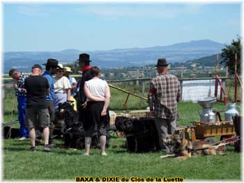 Bouvier des Flandres copyright Elevage du Clos de la Luette