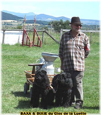 Bouvier des Flandres copyright Elevage du Clos de la Luette