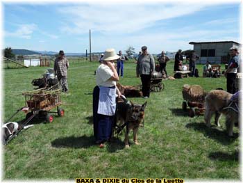 Bouvier des Flandres copyright Elevage du Clos de la Luette