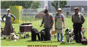 Bouvier des Flandres copyright Elevage du Clos de la Luette