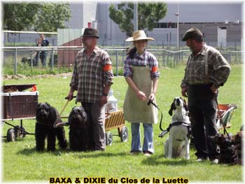 Bouvier des Flandres copyright Elevage du Clos de la Luette