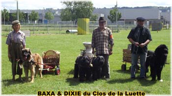 Bouvier des Flandres copyright Elevage du Clos de la Luette