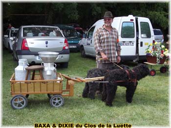 Bouvier des Flandres copyright Elevage du Clos de la Luette