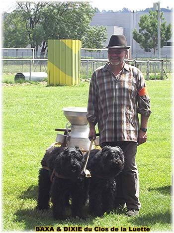 Bouvier des Flandres copyright Elevage du Clos de la Luette