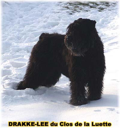 Bouvier des Flandres DRAKKE-LEE du Clos de la Luette