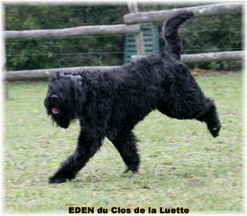 Elevage du CLOS DE LA LUETTE - COPYRIGHT DEPOSE