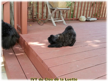 IVY du Clos de la Luette © Elevage de Bouvier des Flandres du Clos de la Luette