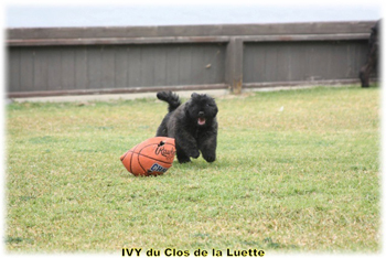 IVY du Clos de la Luette © Elevage de Bouvier des Flandres du Clos de la Luette