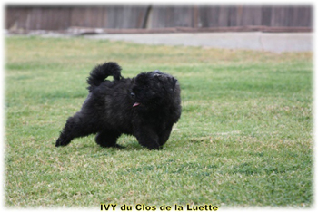 IVY du Clos de la Luette © Elevage de Bouvier des Flandres du Clos de la Luette