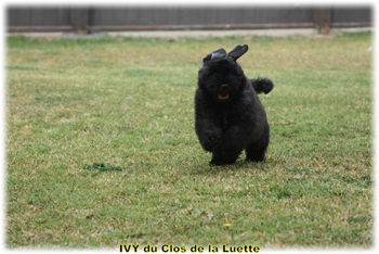 IVY du Clos de la Luette © Elevage de Bouvier des Flandres du Clos de la Luette