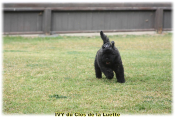 IVY du Clos de la Luette © Elevage de Bouvier des Flandres du Clos de la Luette