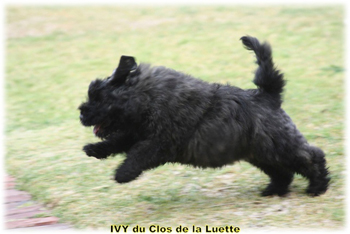 IVY du Clos de la Luette © Elevage de Bouvier des Flandres du Clos de la Luette