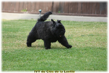 IVY du Clos de la Luette © Elevage de Bouvier des Flandres du Clos de la Luette