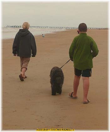 Bouvier des Flandres Association Ô Dis Moi BouBou