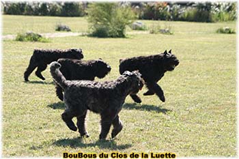 Elevage du CLOS DE LA LUETTE - COPYRIGHT DEPOSE