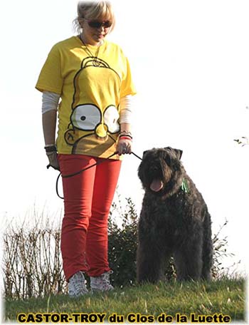 bouvier des flandres du clos de la luette - copyright déposé