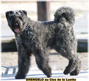 DHENGELO © Elevage de bouviers des flandres du Clos de la Luette specialisé pour le bouvier des flandres Copyrigth depose