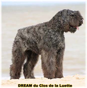 Bouvier des Flandres DREAM - Elevage du CLOS DE LA LUETTE - COPYRIGHT DEPOSE