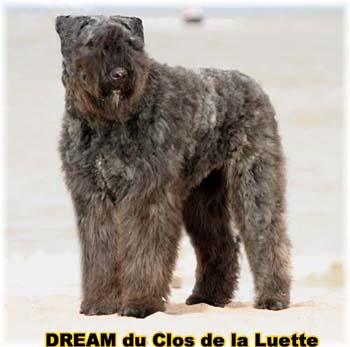 Bouvier des Flandres DREAM - Elevage du CLOS DE LA LUETTE - COPYRIGHT DEPOSE