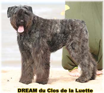 Bouvier des Flandres DREAM - Elevage du CLOS DE LA LUETTE - COPYRIGHT DEPOSE