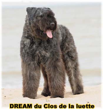 Bouvier des Flandres DREAM - Elevage du CLOS DE LA LUETTE - COPYRIGHT DEPOSE