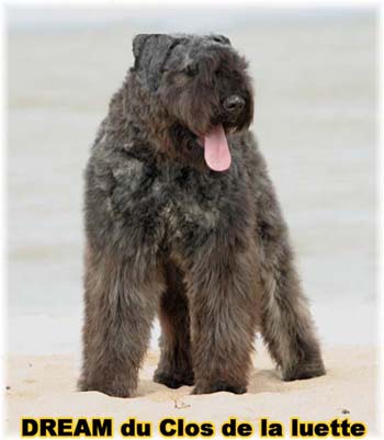 Bouvier des Flandres DREAM - Elevage du CLOS DE LA LUETTE - COPYRIGHT DEPOSE