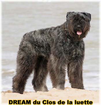 Bouvier des Flandres DREAM - Elevage du CLOS DE LA LUETTE - COPYRIGHT DEPOSE