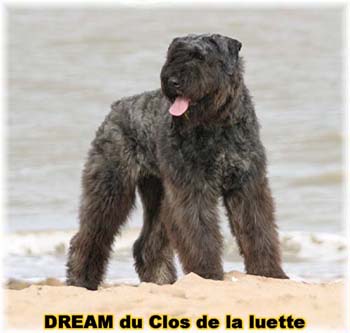 Bouvier des Flandres DREAM - Elevage du CLOS DE LA LUETTE - COPYRIGHT DEPOSE