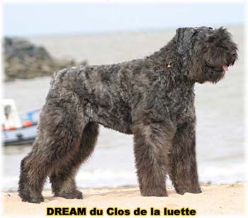 Bouvier des Flandres DREAM - Elevage du CLOS DE LA LUETTE - COPYRIGHT DEPOSE