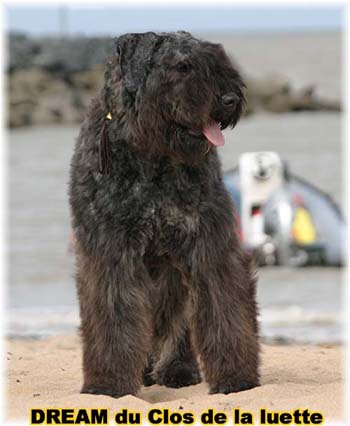 Bouvier des Flandres DREAM - Elevage du CLOS DE LA LUETTE - COPYRIGHT DEPOSE