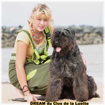 Bouvier des Flandres DREAM - Elevage du CLOS DE LA LUETTE - COPYRIGHT DEPOSE