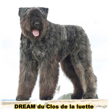 Bouvier des Flandres DREAM - Elevage du CLOS DE LA LUETTE - COPYRIGHT DEPOSE