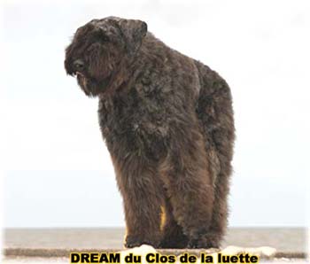 Bouvier des Flandres DREAM - Elevage du CLOS DE LA LUETTE - COPYRIGHT DEPOSE