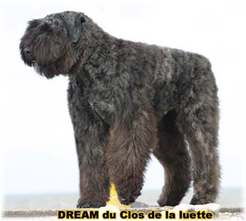 Bouvier des Flandres DREAM - Elevage du CLOS DE LA LUETTE - COPYRIGHT DEPOSE