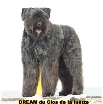 Bouvier des Flandres DREAM - Elevage du CLOS DE LA LUETTE - COPYRIGHT DEPOSE