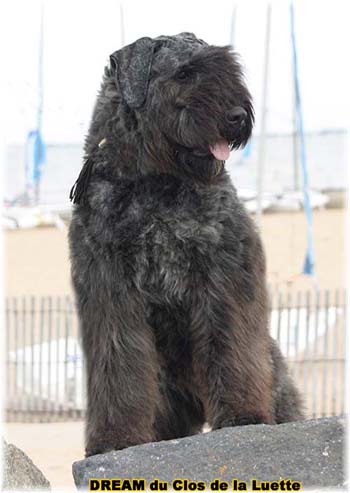 Bouvier des Flandres DREAM - Elevage du CLOS DE LA LUETTE - COPYRIGHT DEPOSE