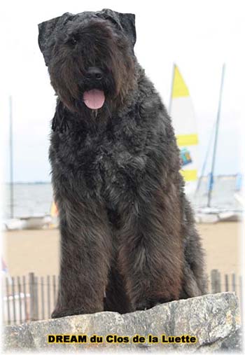 Bouvier des Flandres DREAM - Elevage du CLOS DE LA LUETTE - COPYRIGHT DEPOSE