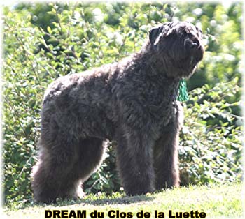 Bouvier des Flandres DREAM - Elevage du CLOS DE LA LUETTE - COPYRIGHT DEPOSE