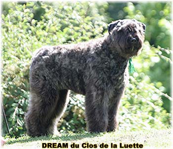 Bouvier des Flandres DREAM - Elevage du CLOS DE LA LUETTE - COPYRIGHT DEPOSE