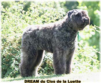 Bouvier des Flandres DREAM - Elevage du CLOS DE LA LUETTE - COPYRIGHT DEPOSE