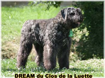 Bouvier des Flandres DREAM - Elevage du CLOS DE LA LUETTE - COPYRIGHT DEPOSE