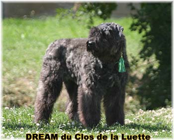 Bouvier des Flandres DREAM - Elevage du CLOS DE LA LUETTE - COPYRIGHT DEPOSE