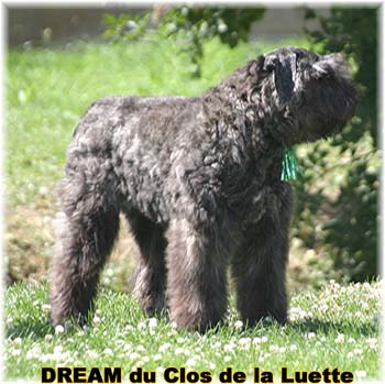 Bouvier des Flandres DREAM - Elevage du CLOS DE LA LUETTE - COPYRIGHT DEPOSE