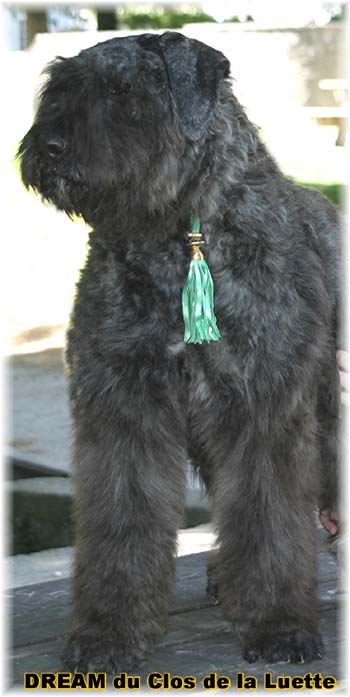 Bouvier des Flandres DREAM - Elevage du CLOS DE LA LUETTE - COPYRIGHT DEPOSE