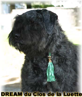 Bouvier des Flandres DREAM - Elevage du CLOS DE LA LUETTE - COPYRIGHT DEPOSE