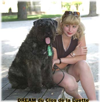 Bouvier des Flandres DREAM - Elevage du CLOS DE LA LUETTE - COPYRIGHT DEPOSE