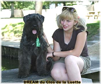 Bouvier des Flandres DREAM - Elevage du CLOS DE LA LUETTE - COPYRIGHT DEPOSE