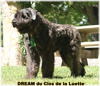 Bouvier des Flandres DREAM - Elevage du CLOS DE LA LUETTE - COPYRIGHT DEPOSE