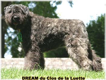 Bouvier des Flandres DREAM - Elevage du CLOS DE LA LUETTE - COPYRIGHT DEPOSE